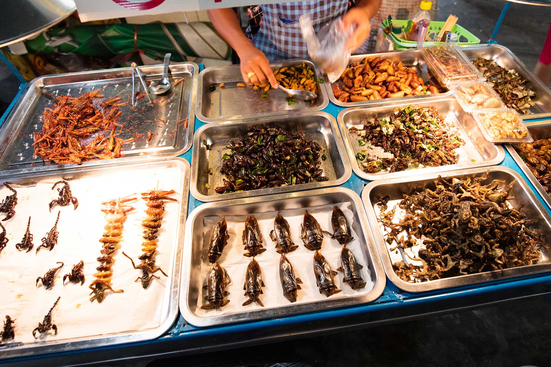 Pollo Con Insecto 8 insectos que no sabías que puedes comer