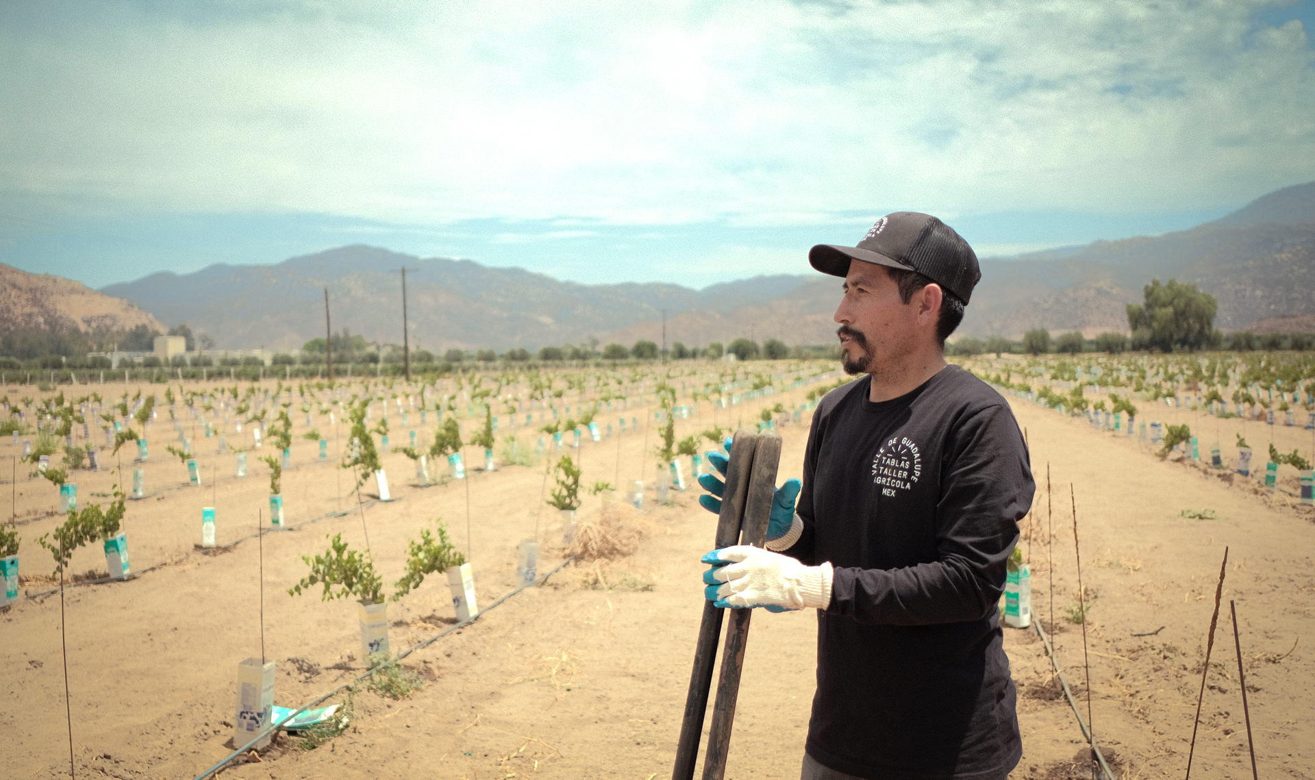 Tablas Taller Agrícola volver al origen en el Valle de Guadalupe