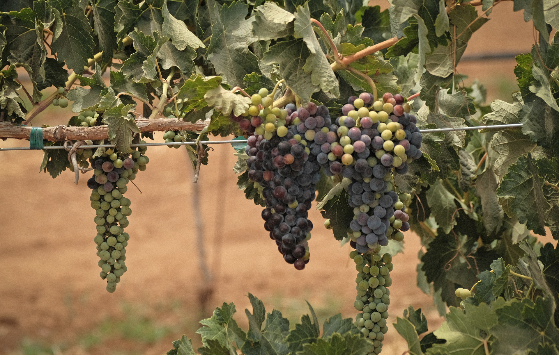 Tablas Taller Agrícola volver al origen en el Valle de Guadalupe